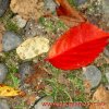 autunno_018