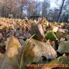 autunno_028